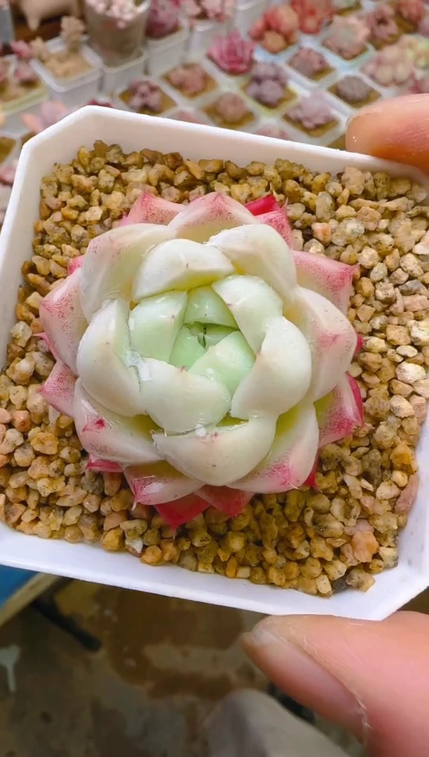 【闪购商品】福—362—仙农（女王）