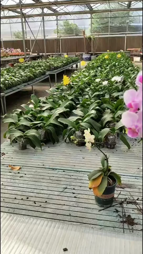大部分花苞少量开放刘氏樱花 闪购