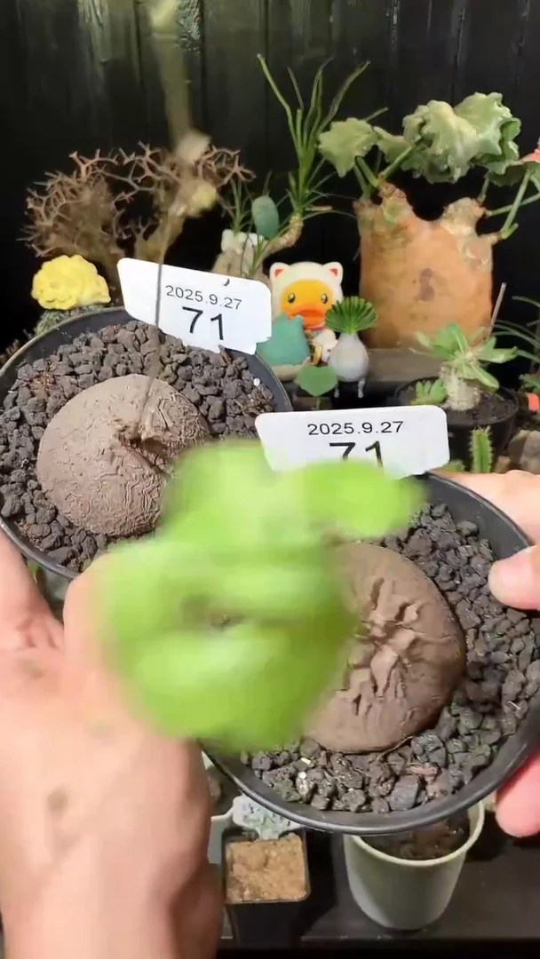 71号927福利南非龟甲龙买1个送1个