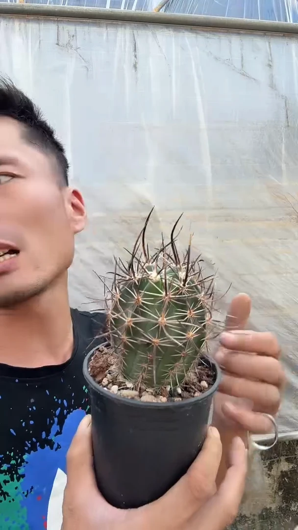 实生林氏幻虾79.99