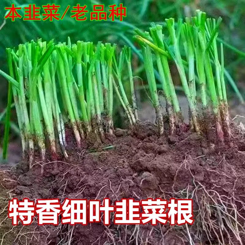农家小叶韭菜根苗四季九菜老品种紫红根细叶笨韭菜苗本地土韭菜根