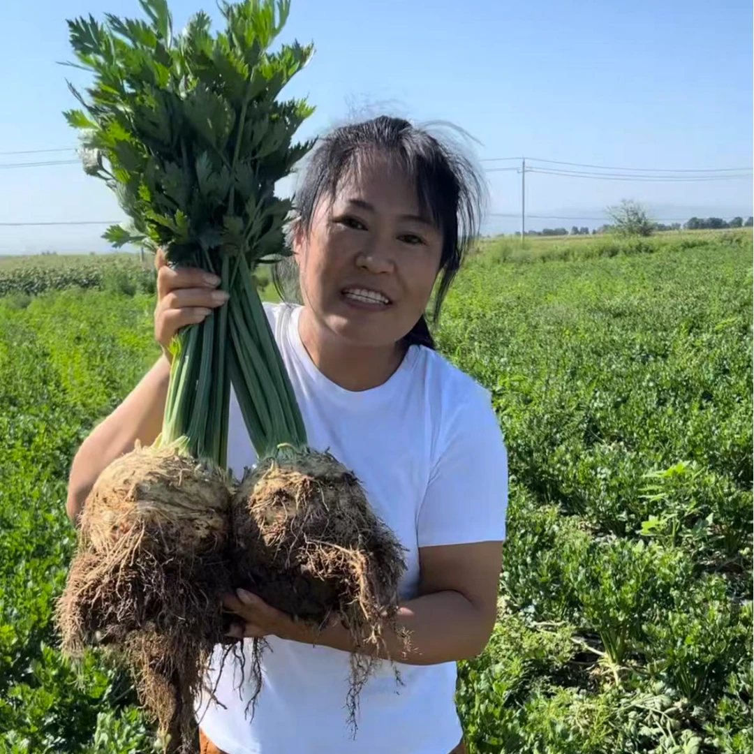 正宗根芹苗秧带土球芹菜种子四季春秋高产西芹籽盆栽耐寒山东寿光