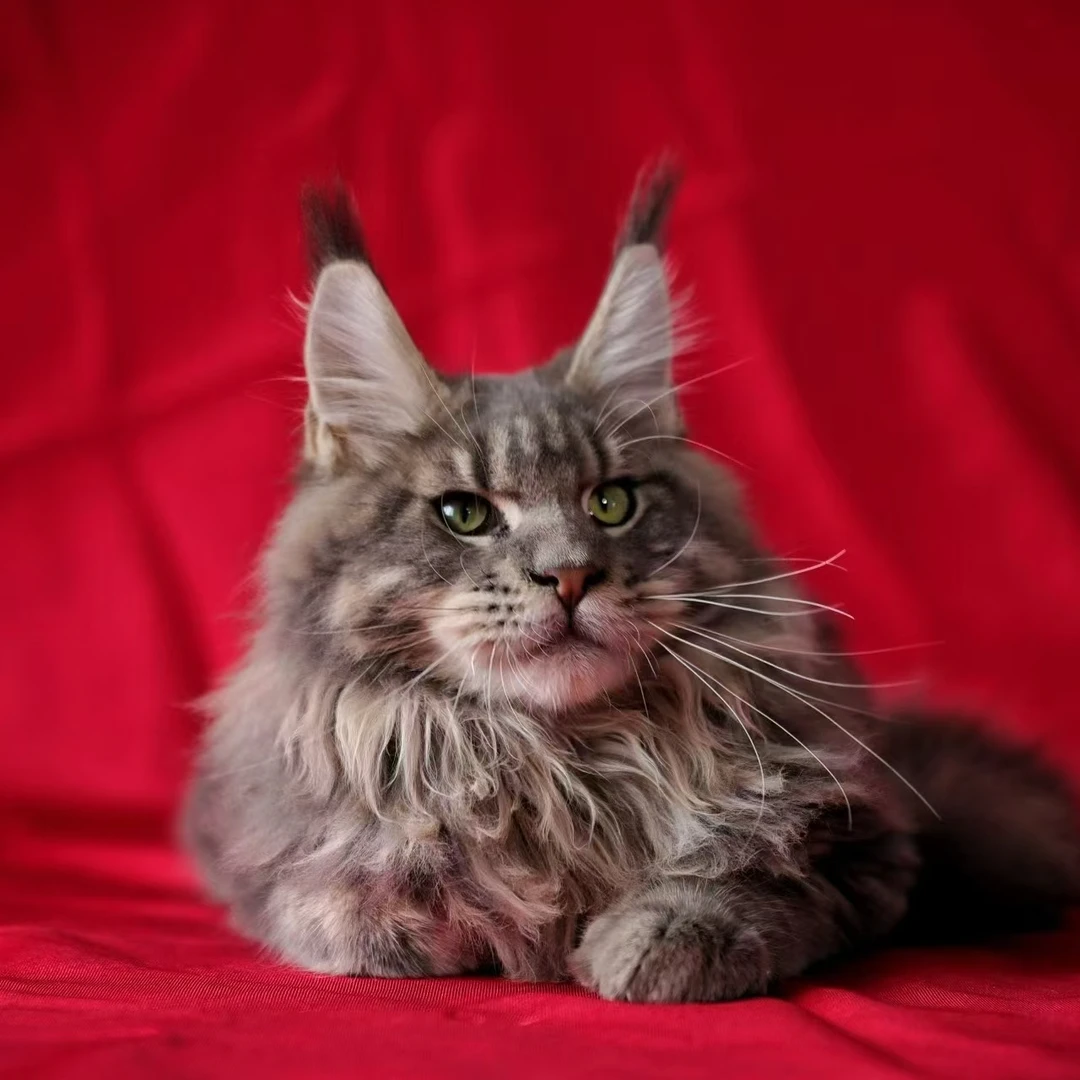 【千金散尽】缅因猫猫猫活体