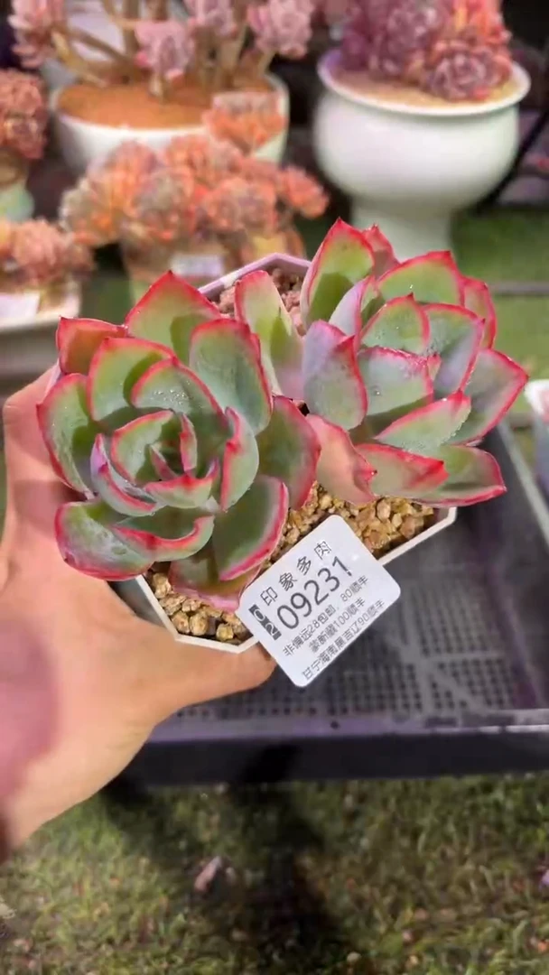 【闪购商品】09231