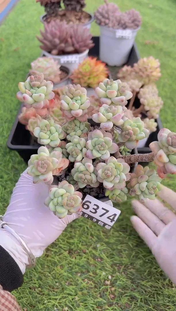 【闪购商品】信福多肉一物一拍