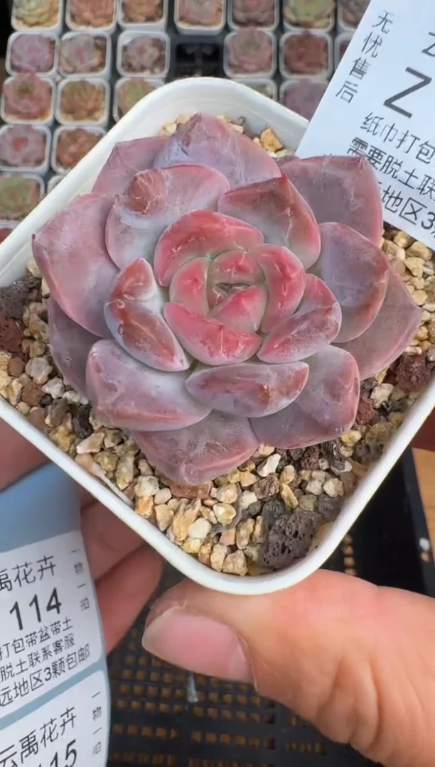 113Z珍妮多肉(6.5cm杯）一物一拍 带盆土发