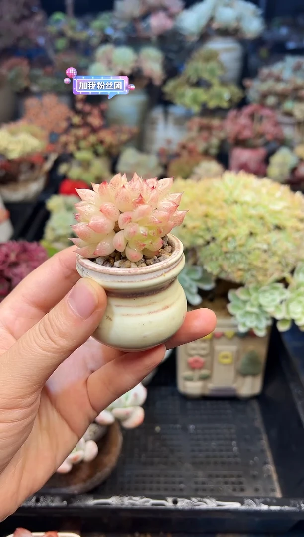 ?****?724           不带盆