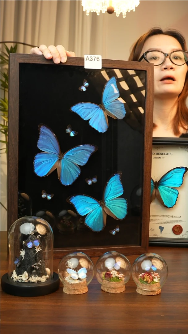 大蓝闪3只+亚灰蝶5只鸡翅木A376