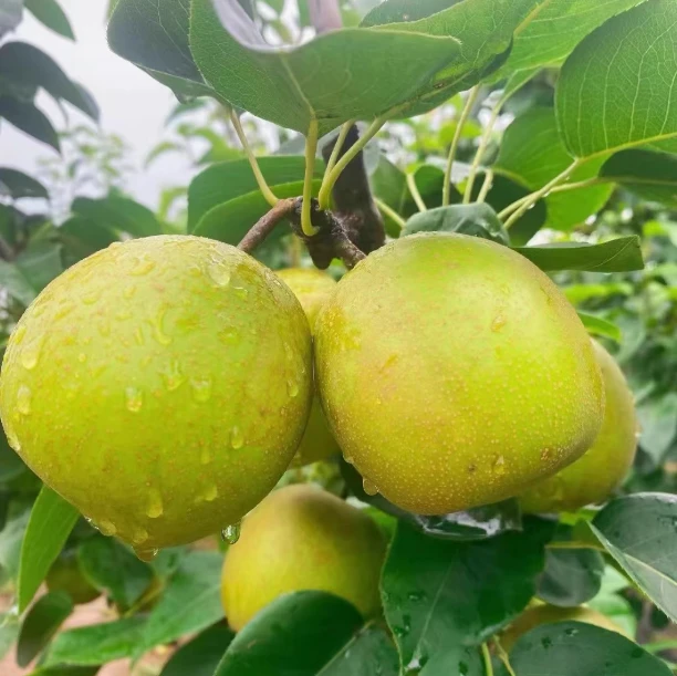 【顺丰包邮】衡阳翠冠梨青梨酥脆梨子 5 斤大果青皮新鲜应季整箱AS