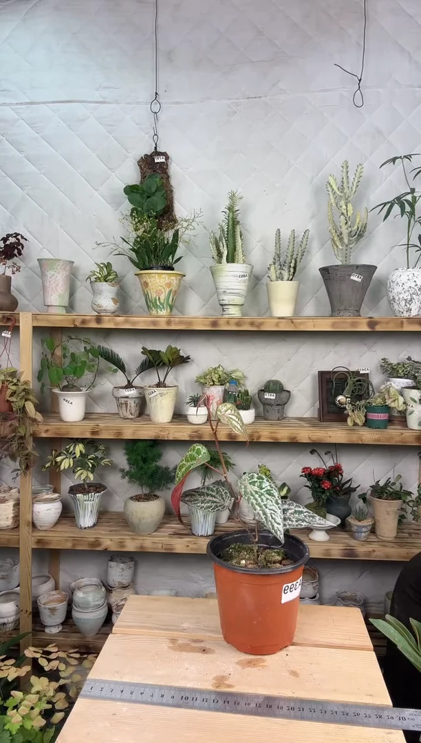 无花朵399瑰丽胡椒育苗盆