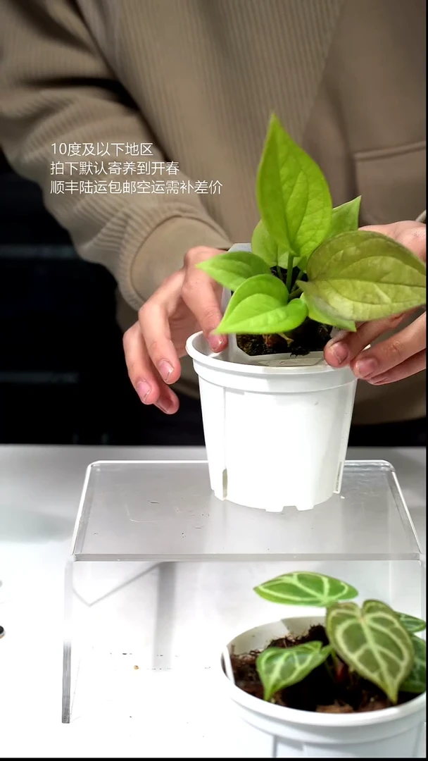完全开放068-黄金聚宝盆