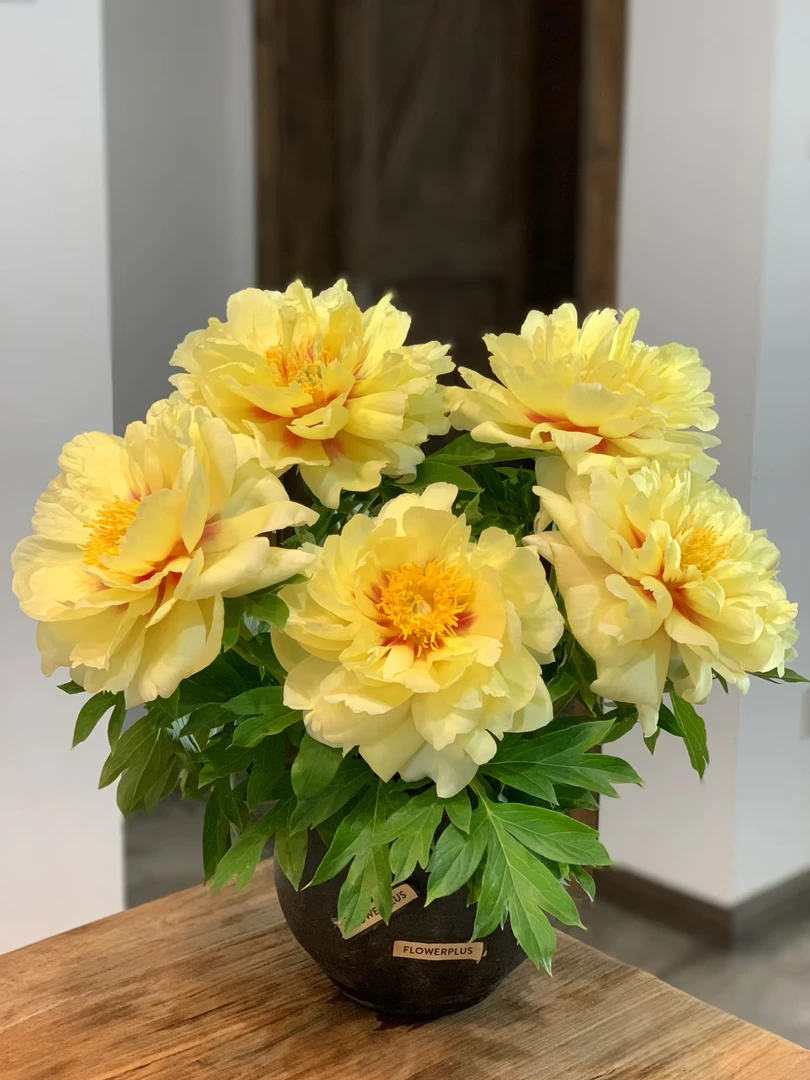 【芭茨拉】山东基地直发顺丰冷链现货速发芍药鲜切花重瓣鲜花