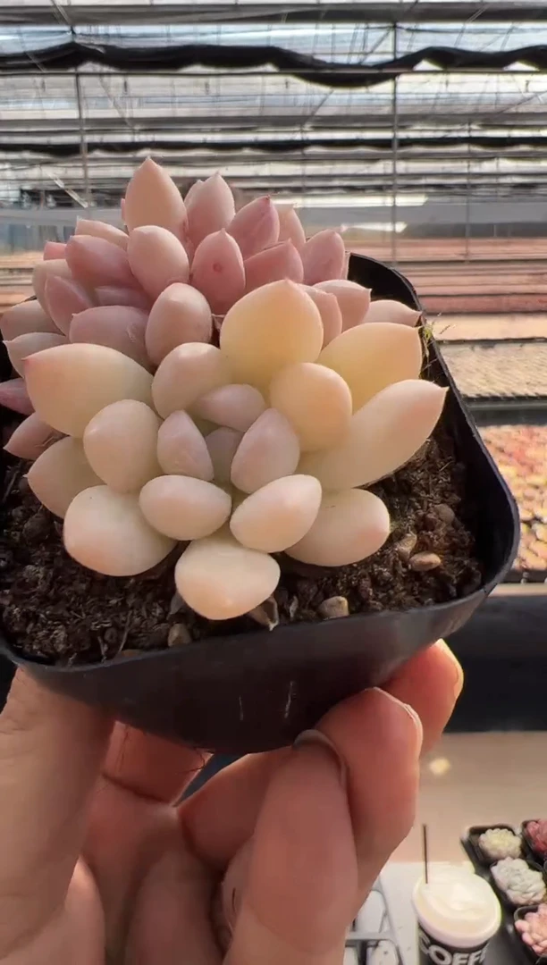 【闪购商品】新款多肉-116