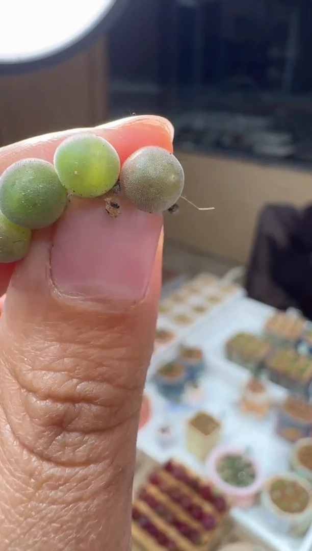 102多肉植物肉锥猫头鹰空蝉一颗