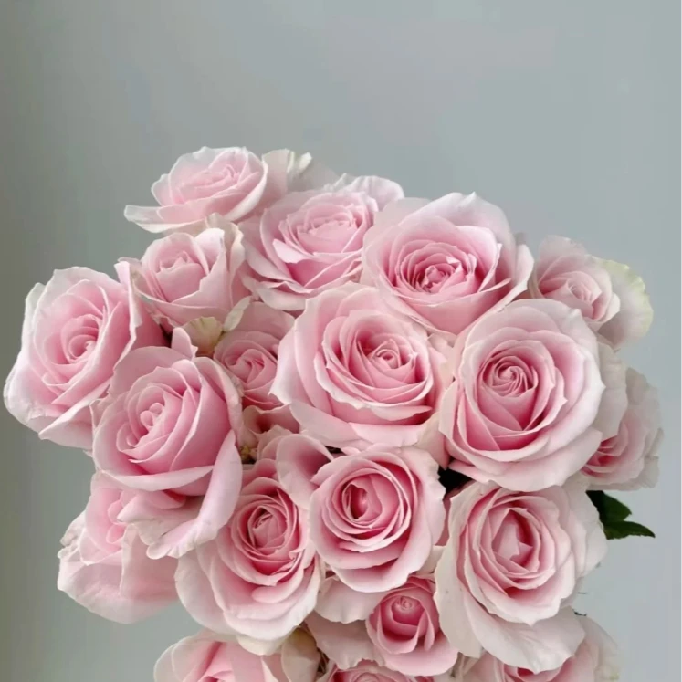 【美好假日】粉红雪山玫瑰10支