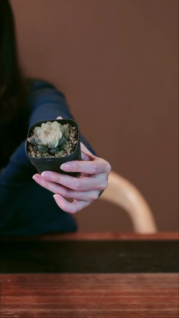 全部花朵秋失糊斑盆景盆景盆景