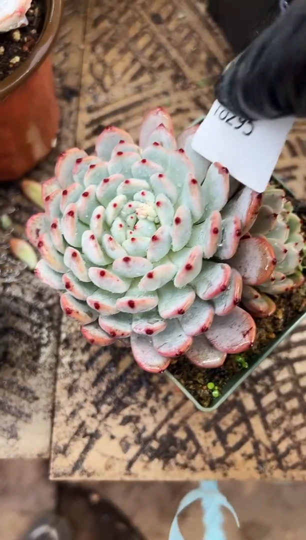 许*多肉植物一物一拍18295