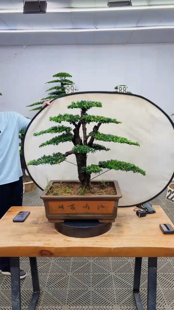 无花朵造型盆景篇一物一拍