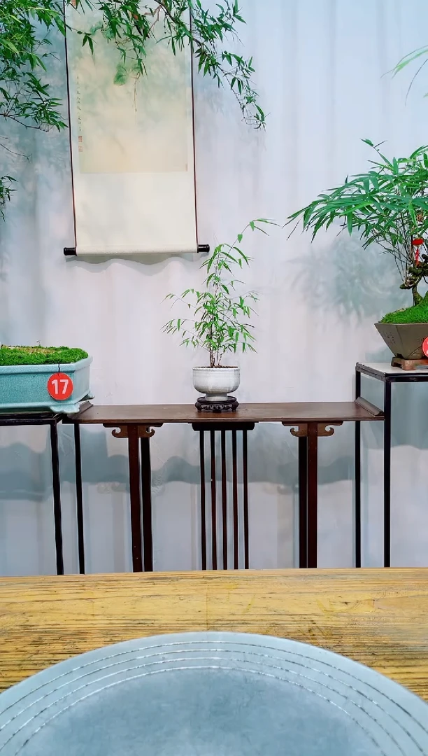 【闪购商品】竹子盆景竹子盆景