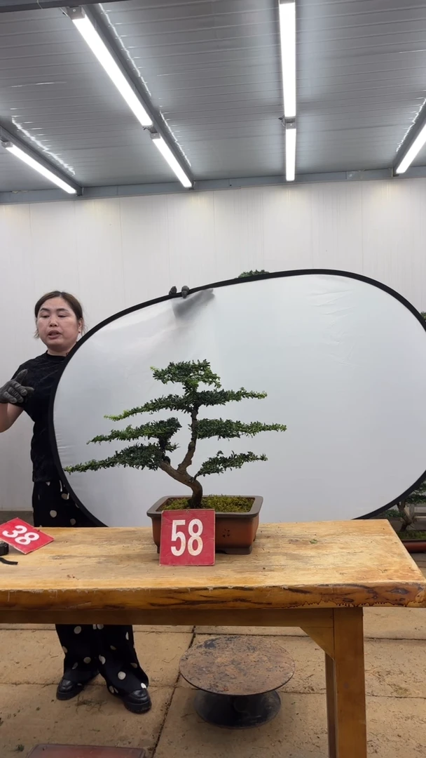 无花朵一物一拍，所见即所得