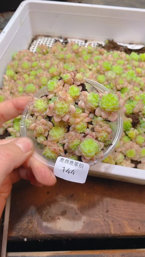 144绿心红边     量拍