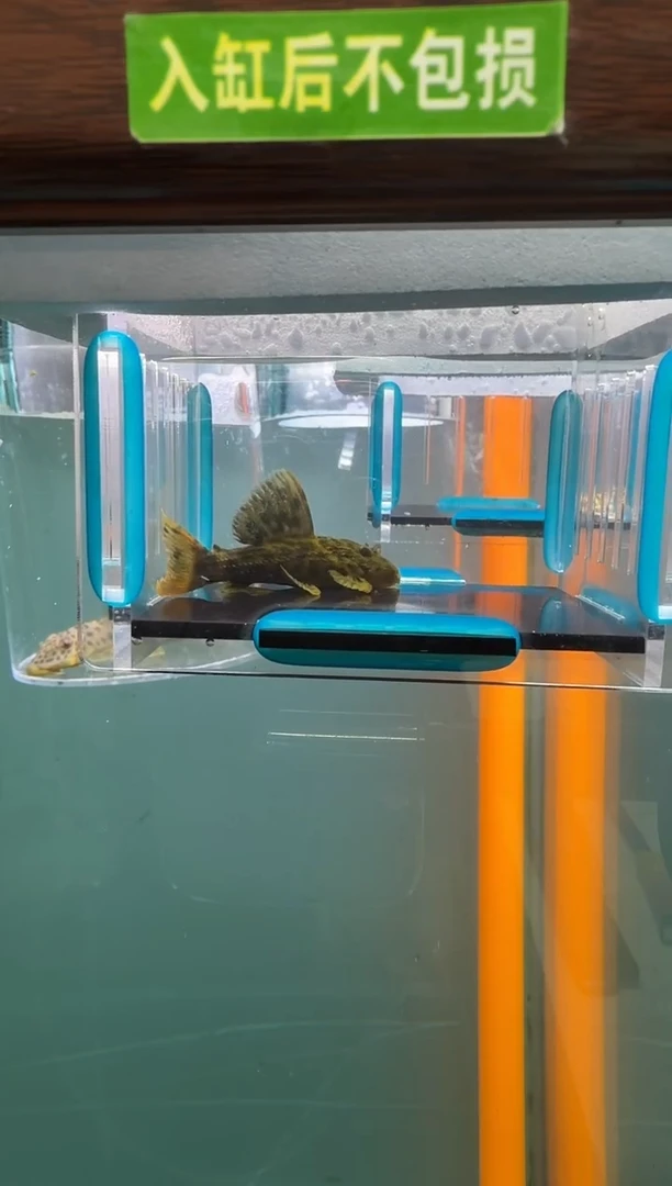 清道夫鱼028号096入缸不包损录制完整开箱视频6.2厘米