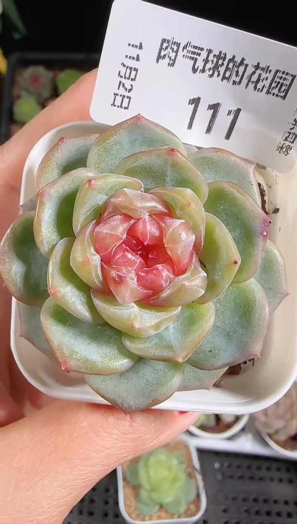 1102-111舒月糖心