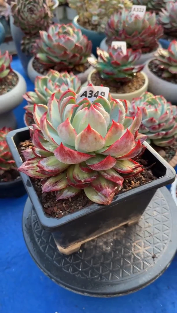 【闪购商品】A348惊鸿仙子（裸根发货）