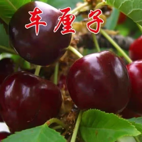 车厘子大樱桃树苗 嫁接优质苗 南北方均可种植（可以盆栽可以地载）