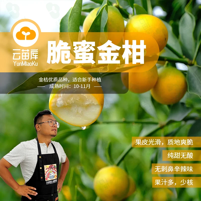云苗库脆蜜金柑2加仑容器苗嫁接苗适合阳台庭院种植脆甜好吃包邮