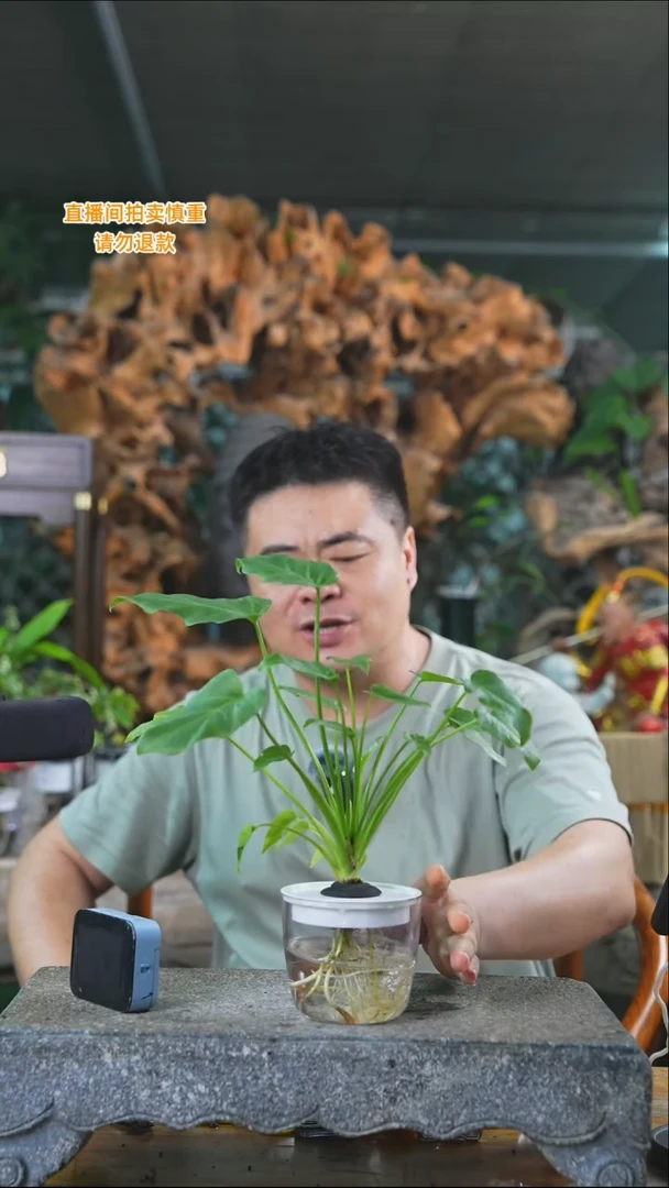 完全开放小天使112T