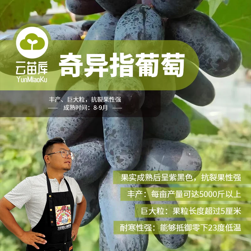 奇异指葡萄苗（替代甜蜜蓝宝石）抗冻抗病甜脆可口可露天栽植