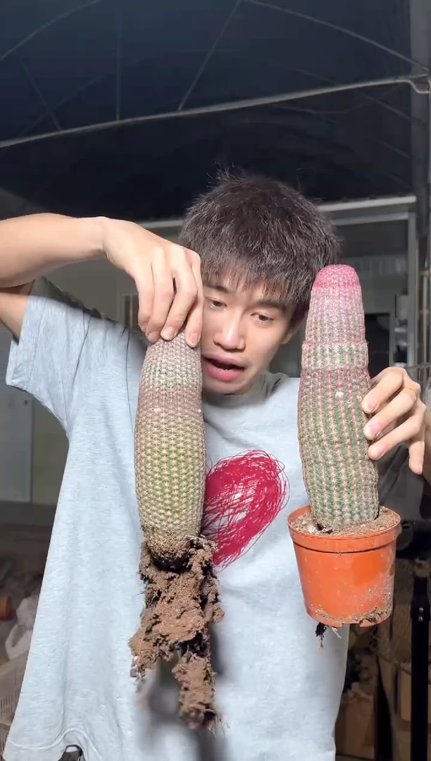 高20cm+ 红太阳【带根】