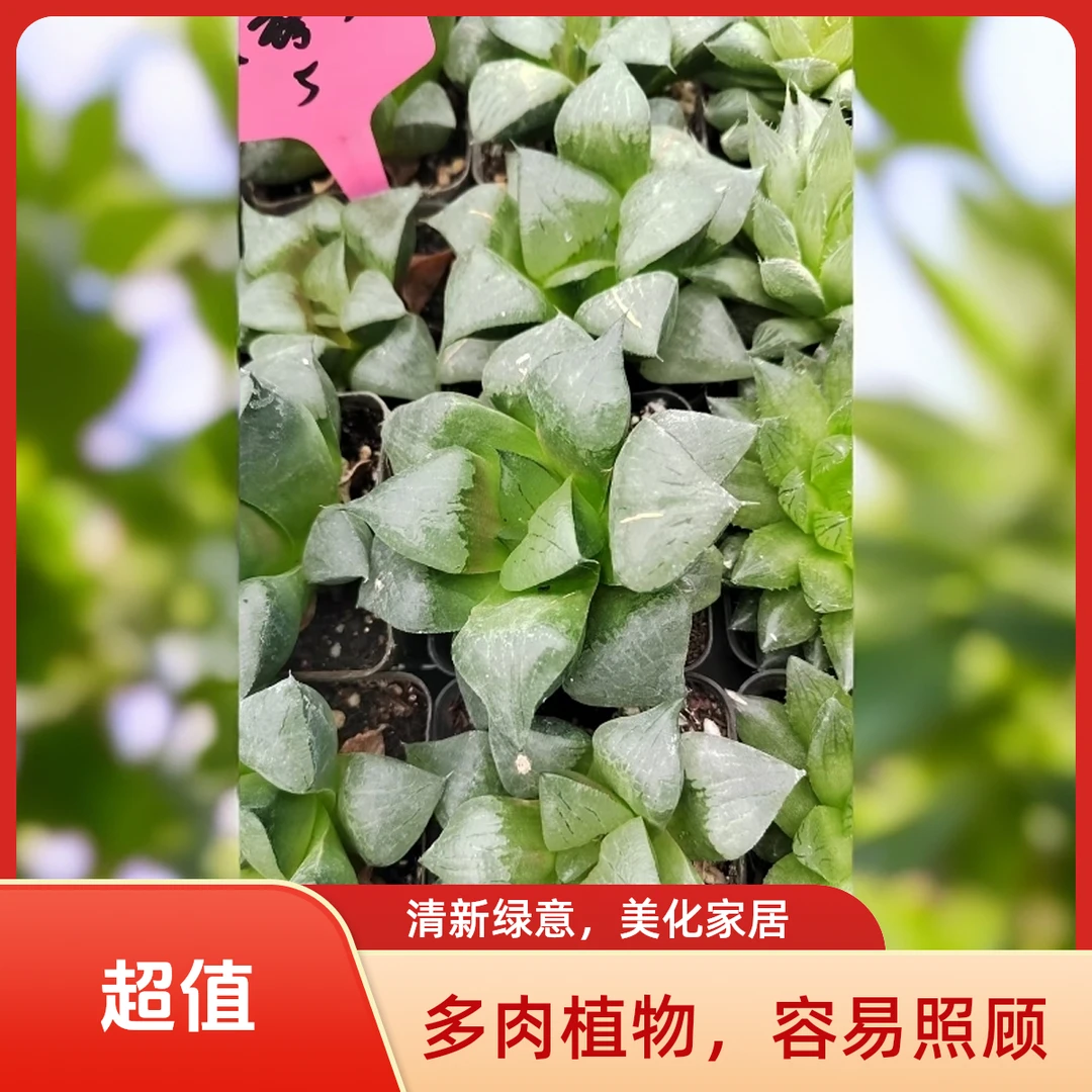 玉露3多肉植物盆栽品种好养适合办公室阳台