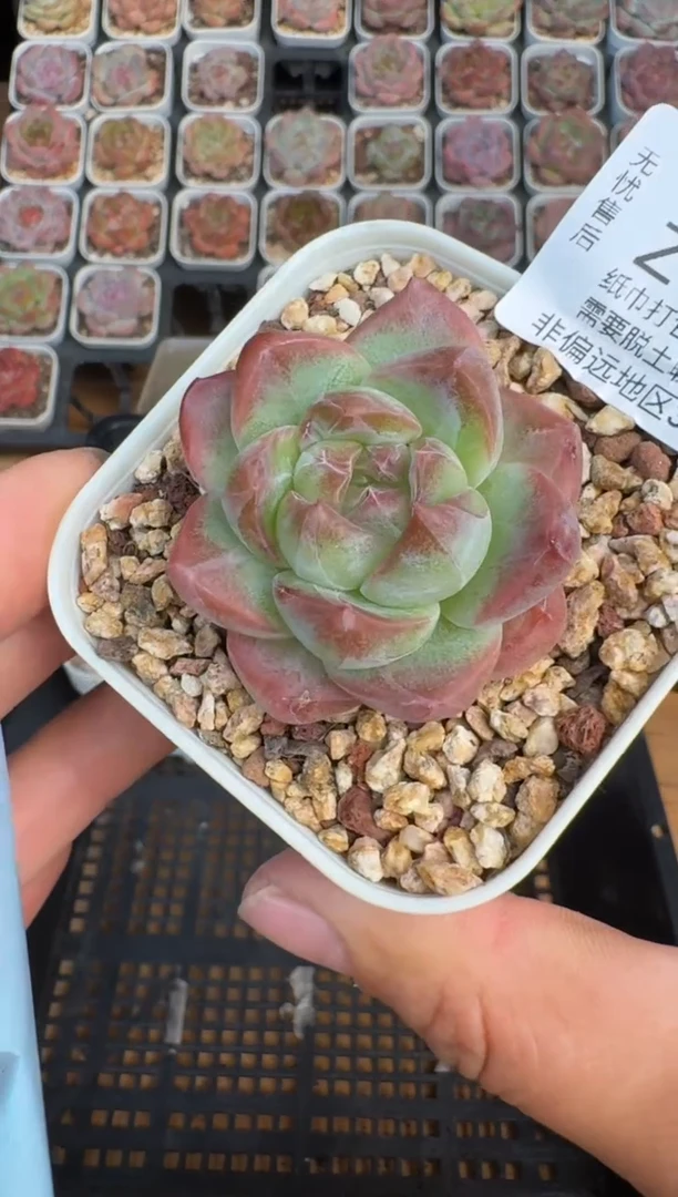 341Z珍妮多肉(6.5cm杯）一物一拍 带盆土发