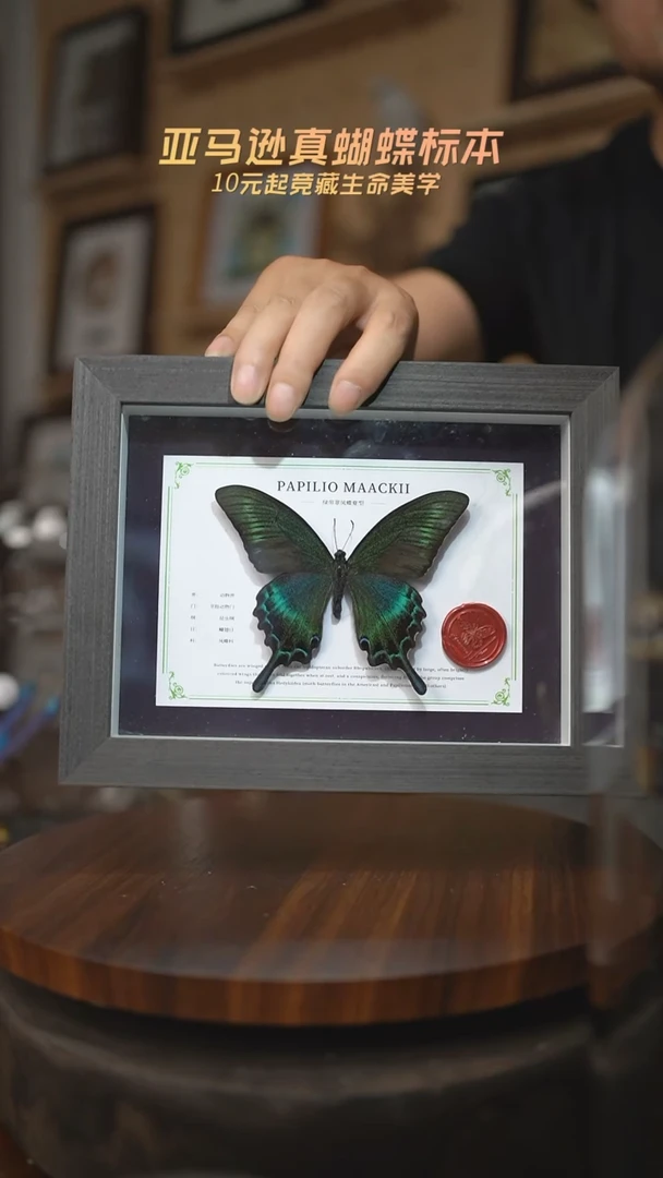 有机玻璃绿带翠凤蝶夏型8寸灰框国风版