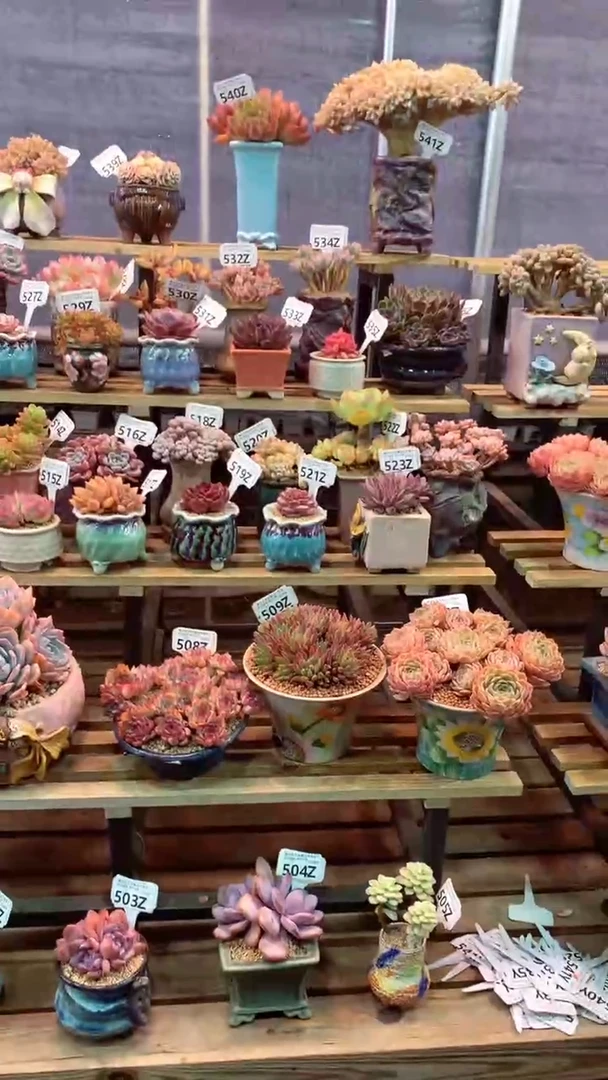 全家福Z3（一物一拍实付满28发货，默认不带盆土）