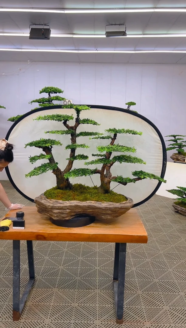 无花朵罗汉松盆景...