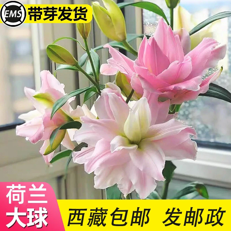 【带芽发货】香水百合种球重瓣百合盆栽阳台四季百合花多花苞浓香