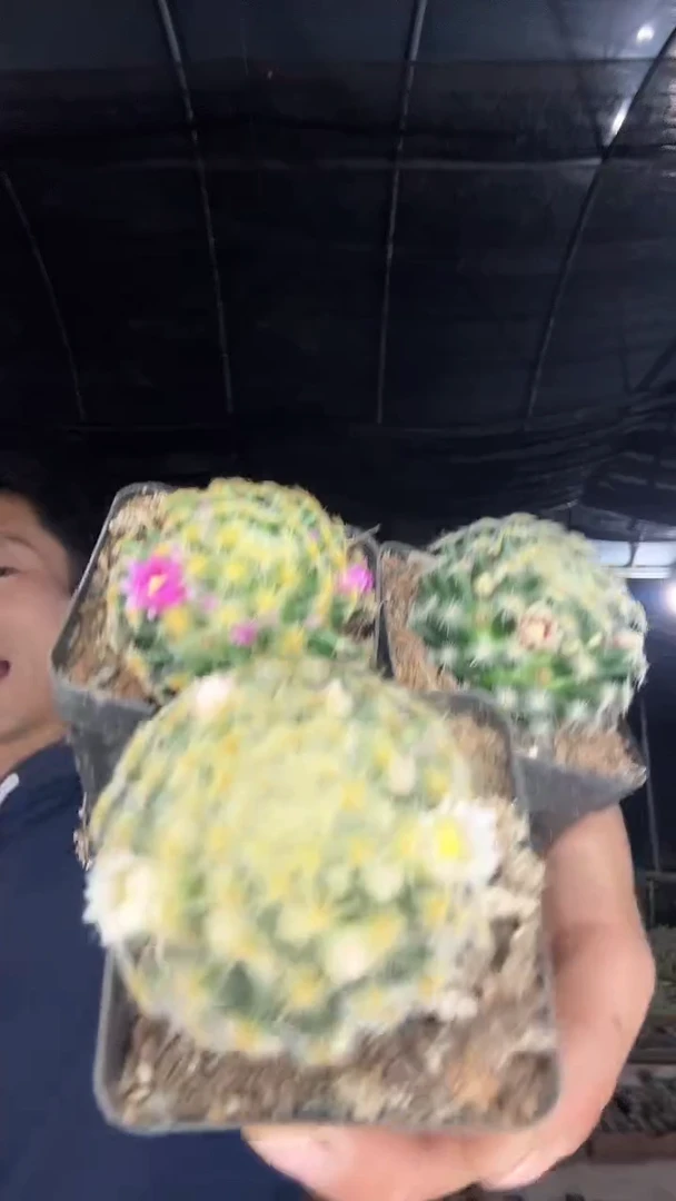 实生明星三颗三色9.99