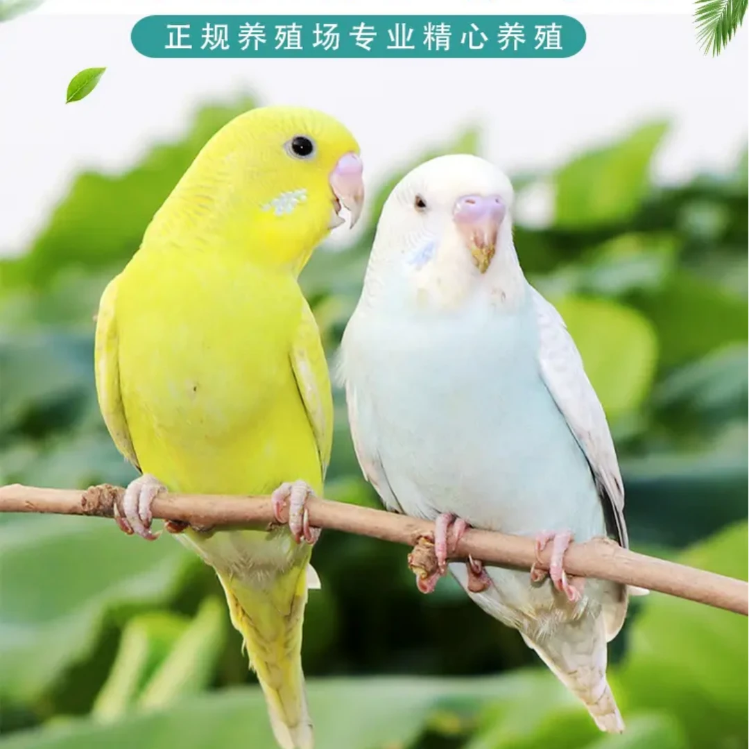 鹦鹉 2只一对可以学说话的宠物鸟活体颜色随便选