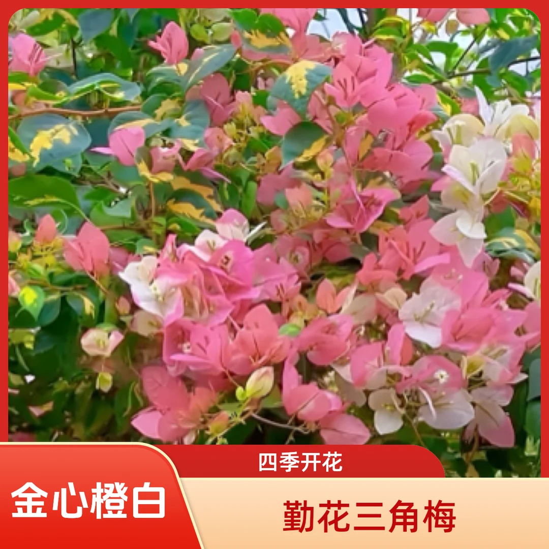 【金心橙白】勤花三角梅袋苗四季开花包对版发货