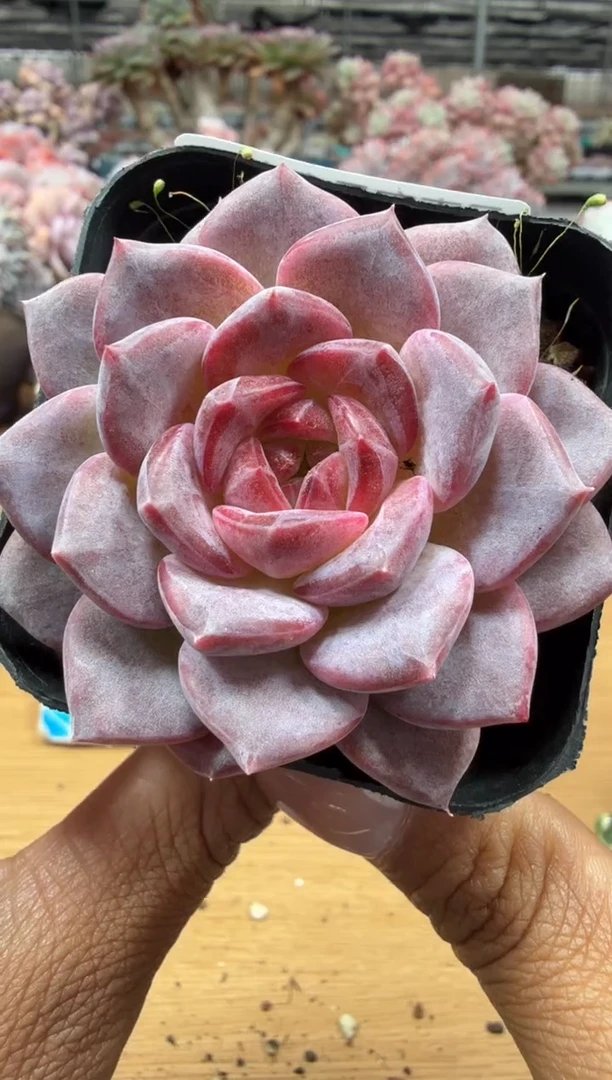 东云多肉园二店-172