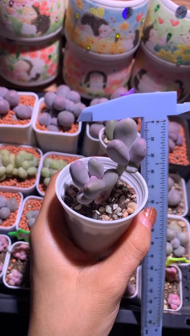 双头米可奶酪，满28包邮，不满发一个叶片到付