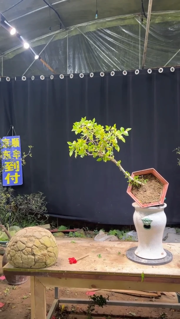 完全开放风**举海岛栀子花