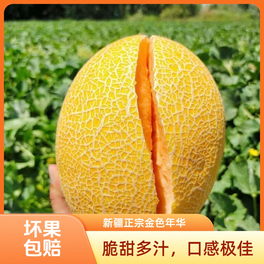 新疆正宗金色年华黄金哈密瓜4-5斤当季新鲜水果脆甜多汁黄皮蜜纹