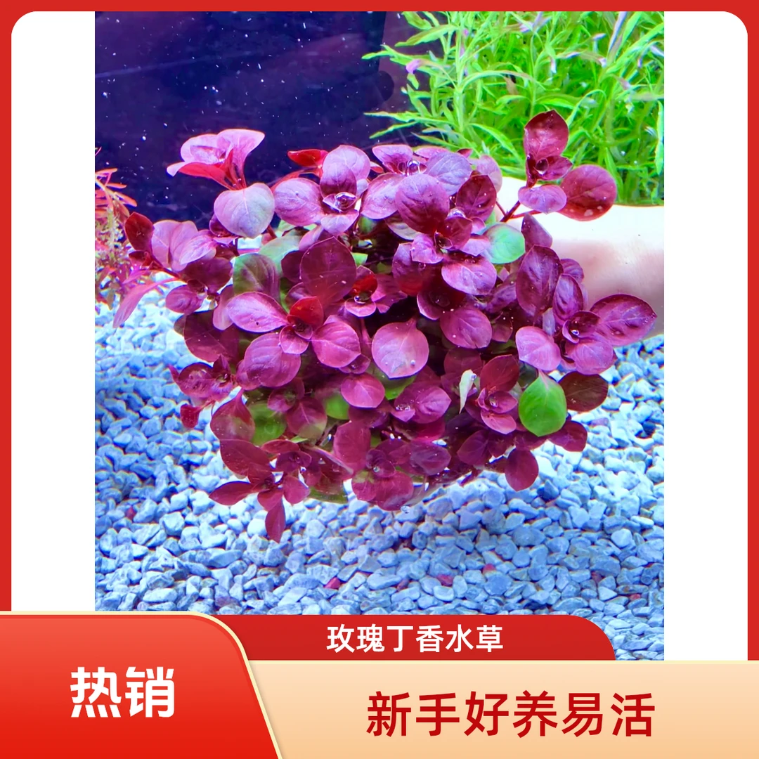 玫瑰丁香 水草坨草真草 适合新手鱼缸造景好养耐活