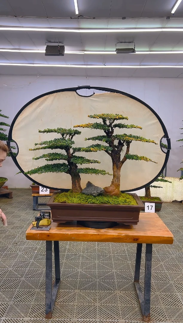 无花朵一物一拍一物一拍