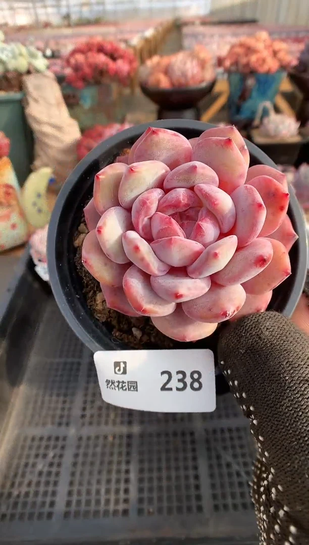 【闪购商品】238星影一物一拍