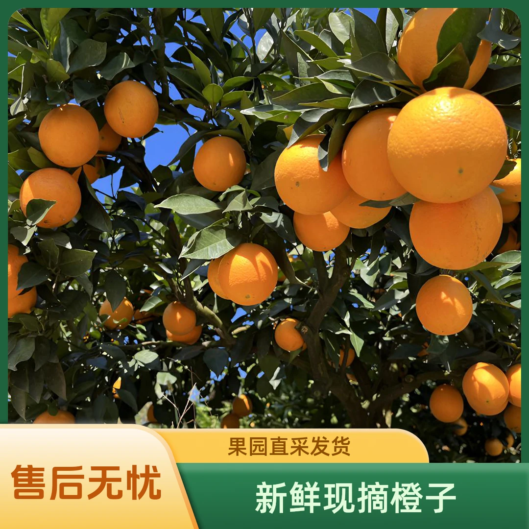 石门纽荷尔脐橙 产地直发 现摘现发 不打蜡 不泡药 不打甜蜜素